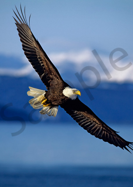 Bald Eagle soaring over coastal area.