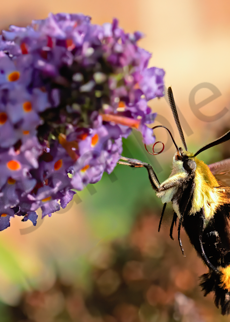 Snowberry Clearwing Photography Art | Joe Ladendorf Photography and Workshops
