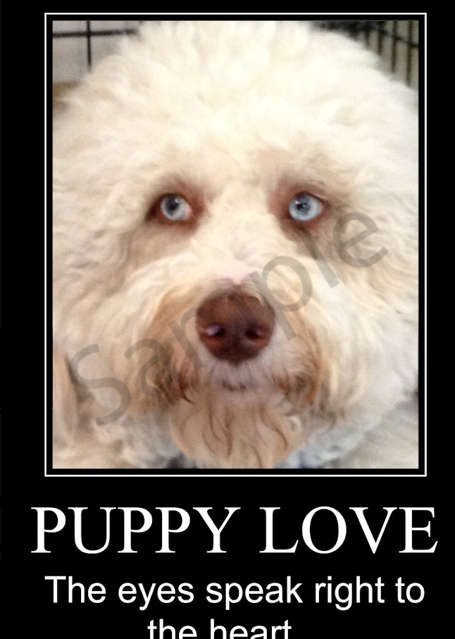 Puppy Love... Photography Art | The Poetry Fella