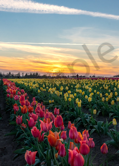 Sunset Tulip Field  1 Photography Art | Barb Gonzalez Photography