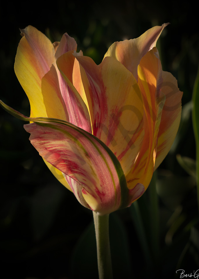 Yellow Orange Flower Tulip Photography Art | Barb Gonzalez Photography