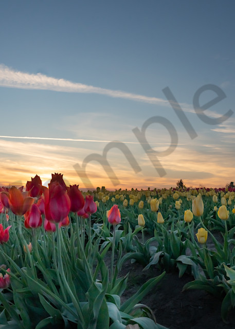 Low Sunset Over Tulip Fields Photography Art | Barb Gonzalez Photography