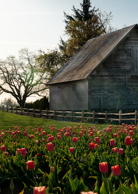 Barn And Tulips Photography Art | Barb Gonzalez Photography