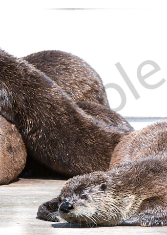 Otters On Deck Photography Art | Barb Gonzalez Photography