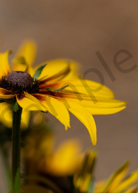 Close up of black-eyed susans with soft background photo for sale by Barb Gonzalez Photography