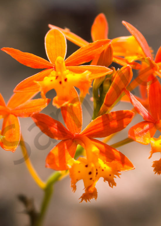 Crucifix Orchid Photography Art | It's Your World - Enjoy!