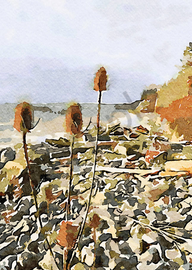 Whistling Thistles Of Whidbey Island I Art | moorattitude