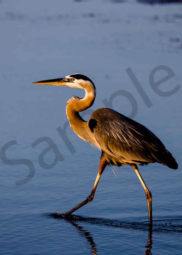 Great Blue Heron 2.0 Photography Art | Weather and Nature