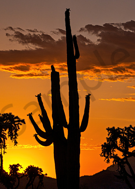 Saguaro Sunset  Photography Art | johnkennington