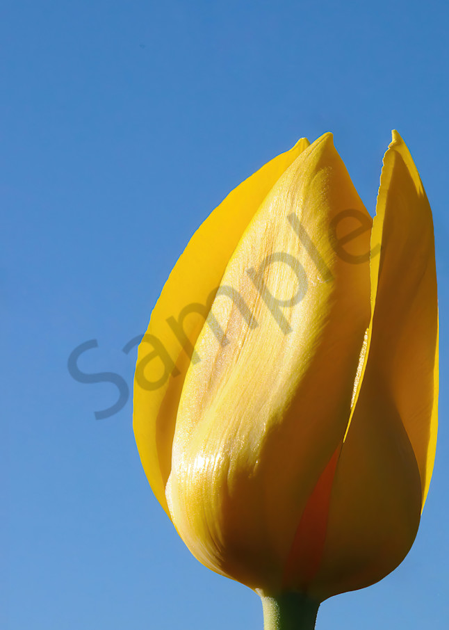Yellow tulip in Highland Park, Rochester, NY