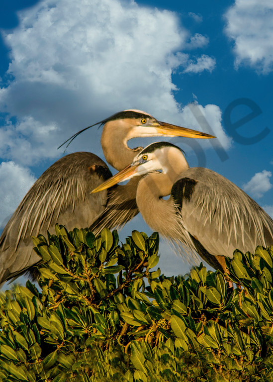 Blue Heron Couple Photography Art | It's Your World - Enjoy!