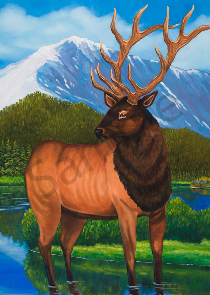 Elk At Evergreen Lake  Art | Ted Garcia Fine Art