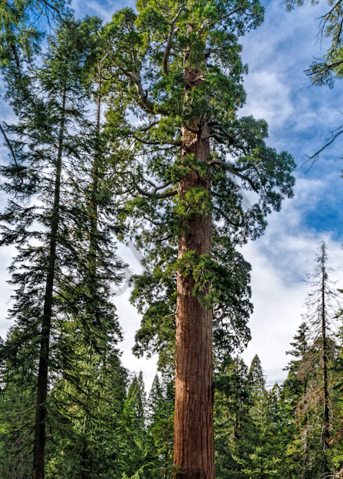 General Grant Giant Sequoia No. 2  Photography Art | johnkennington