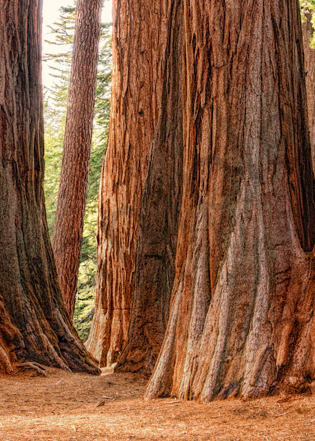 Giant Sequoia Grove  Photography Art | johnkennington