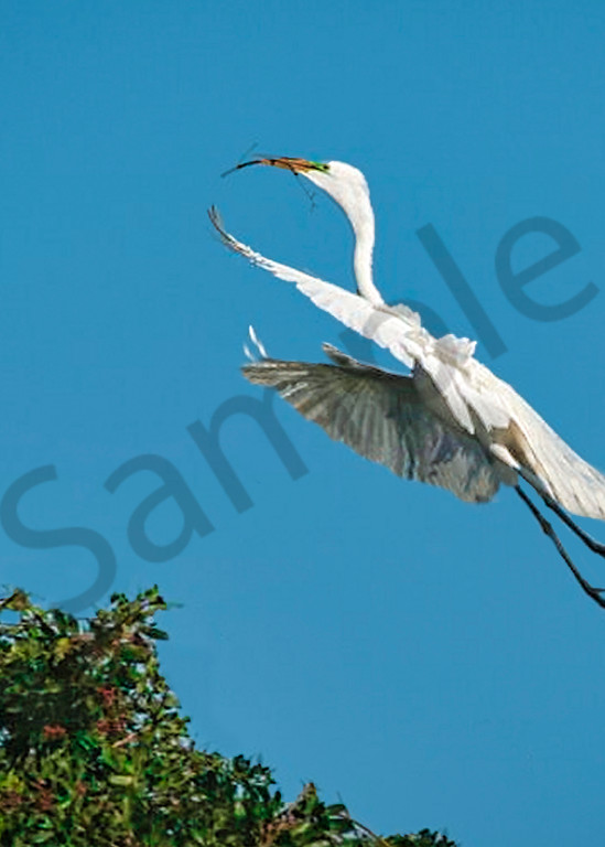 Crane Nesting Photography Art | It's Your World - Enjoy!