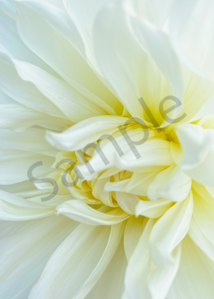 Pure White Flowers are Gorgeous as Wall Art