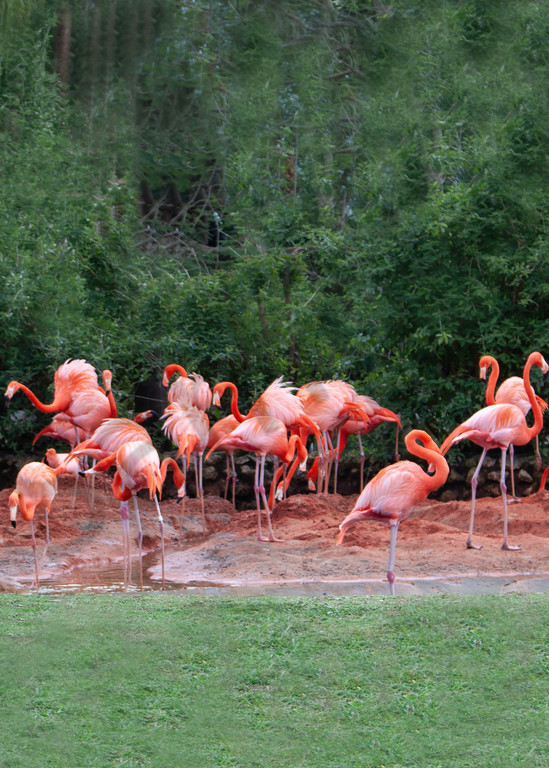 Flamingos Photography Art | It's Your World - Enjoy!