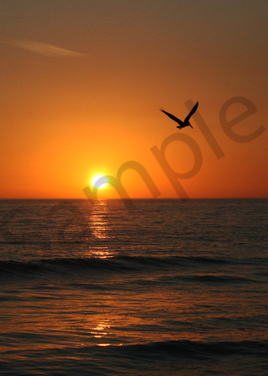 Pelican Sunset Photography Art | It's Your World - Enjoy!