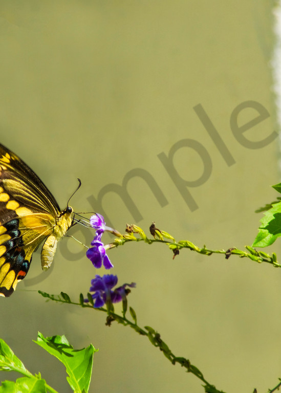 Yellow Swallowtail Butterfly Photography Art | It's Your World - Enjoy!