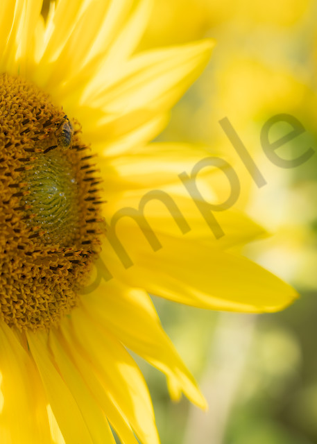 Brightly lit sunflowers for Ukraine photo for sale by Barb Gonzalez Photography