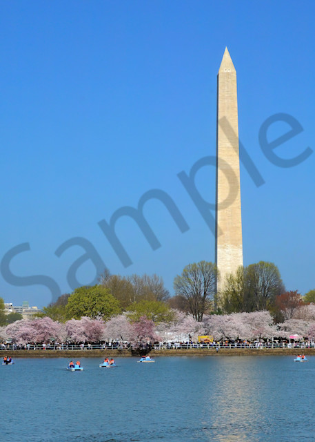Washington Monument at Cherry Blossom Time