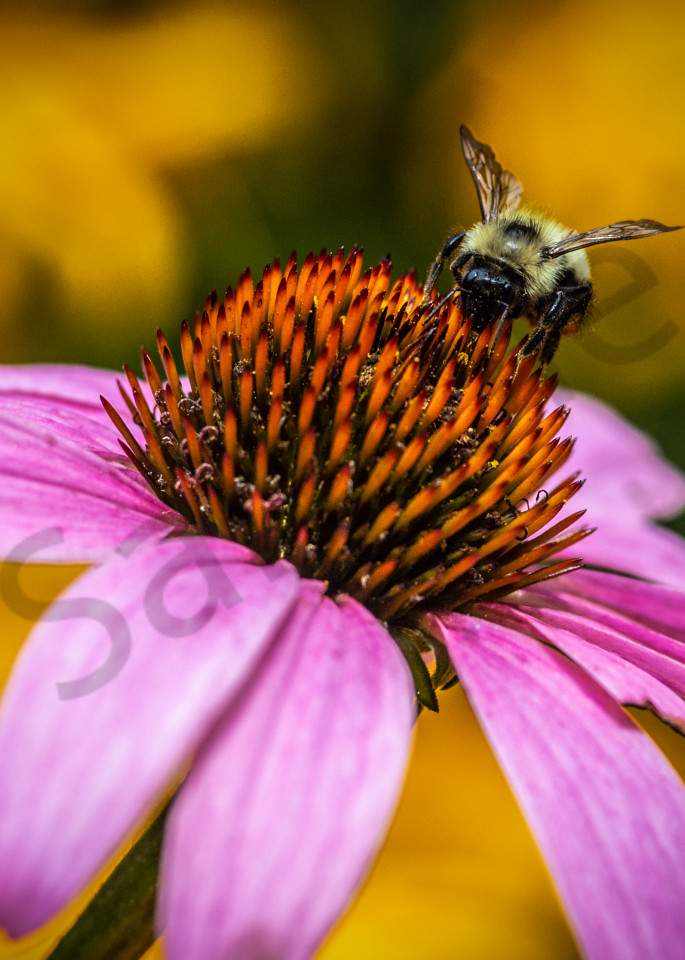 Busy Bee Photography Art | Kim Bova Photography