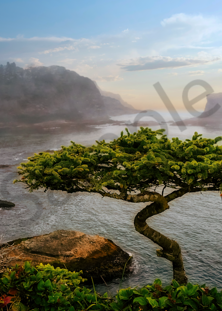 Lonely Bonsai And Fog Photography Art | Images by Louis Cantillo