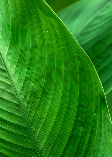 Tranquil Greens Art | Photography By Festine