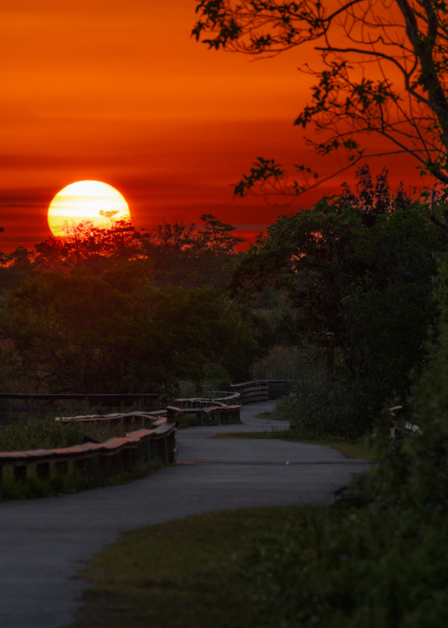 Everglades Sunset  Art | Photography By Festine