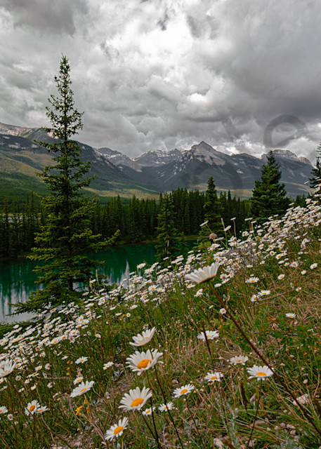 Bow River Valley Daisies