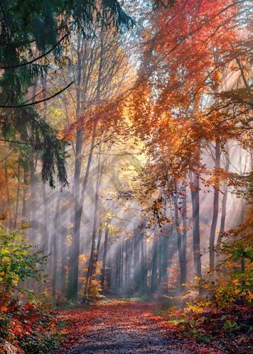 Art Print Fall Colors Vermont Misty Forest
