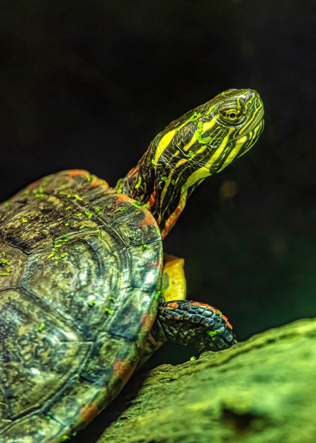 Turtle At Attention Photography Art | Hood Photoworks LLC