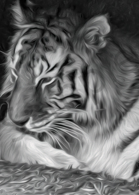 Tiger In Black And White Photography Art | Hood Photoworks LLC