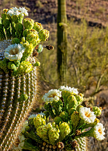 Saguaro Blossoms No. 1 Photography Art | johnkennington