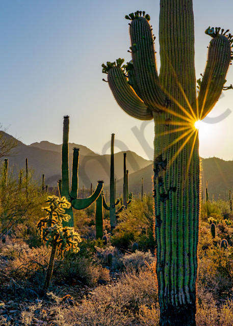 Saguaro Sunset No. 1 Photography Art | johnkennington