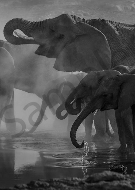 Elephants  Photography Art | demoartist