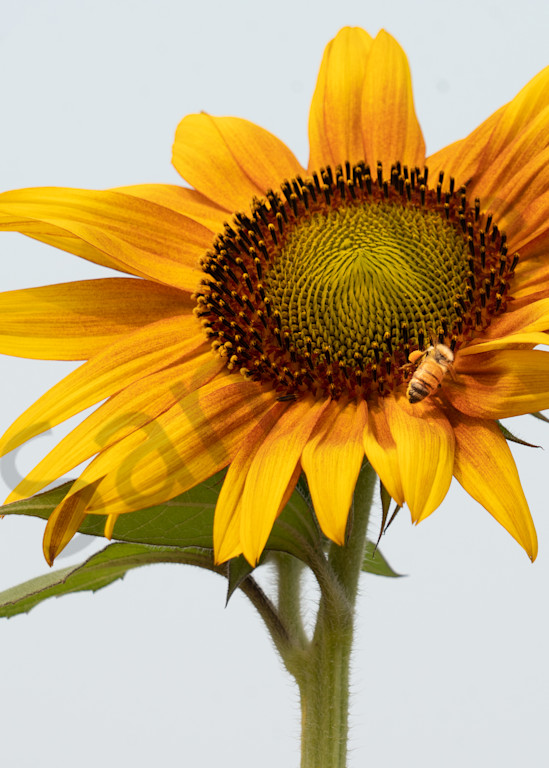 Old Mill Sunflower And Bee Photography Art | Barb Gonzalez Photography