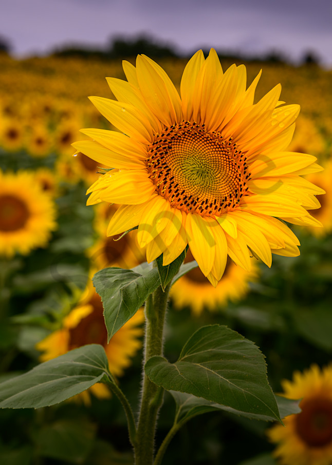 Lone Sunflower