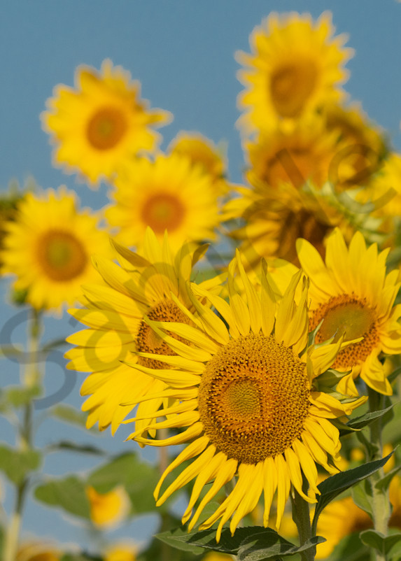 Sunflowers Blue Sky Photography Art | Barb Gonzalez Photography