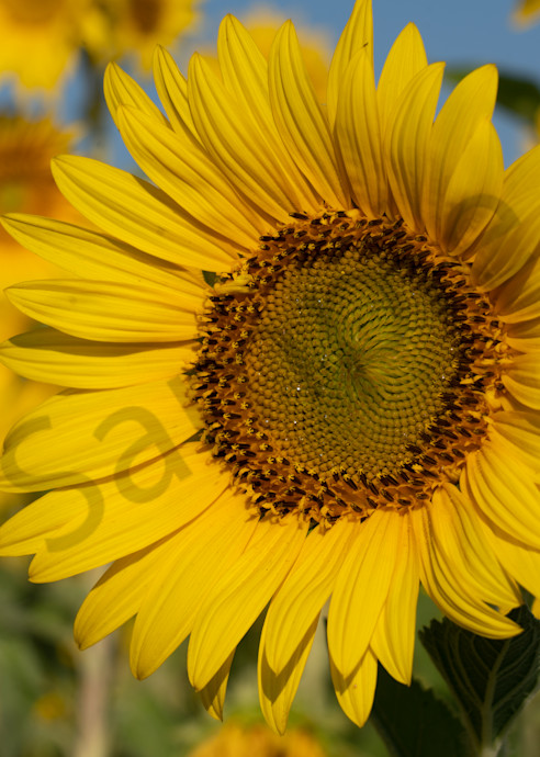 Sunflower Foreground Blue Sky Artstorefront   Photography Art | Barb Gonzalez Photography