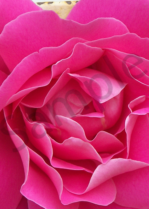 Ravishing Roses 3 Art | Jennifer Love Artwork