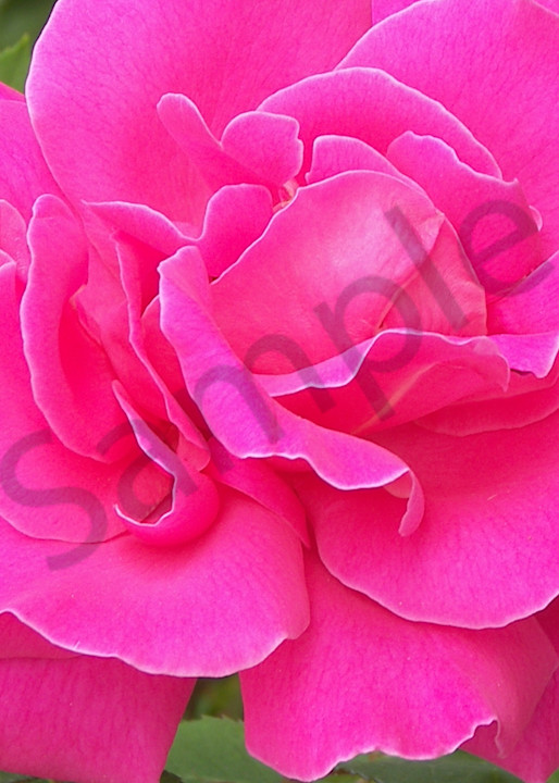 Ravishing Roses 1 Art | Jennifer Love Artwork