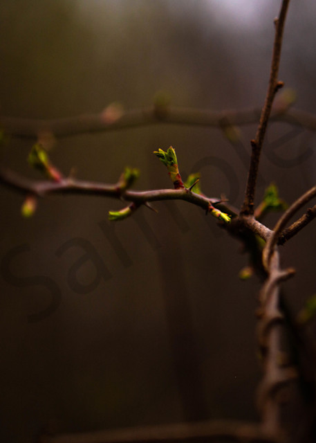Buds In Springtime Growth Photography Art | Photography by SC
