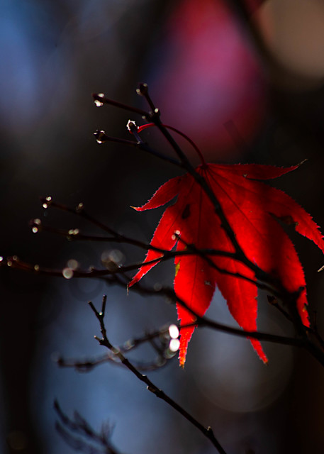 Japanese Maple Light And Shadow Photography Art | Photography by SC
