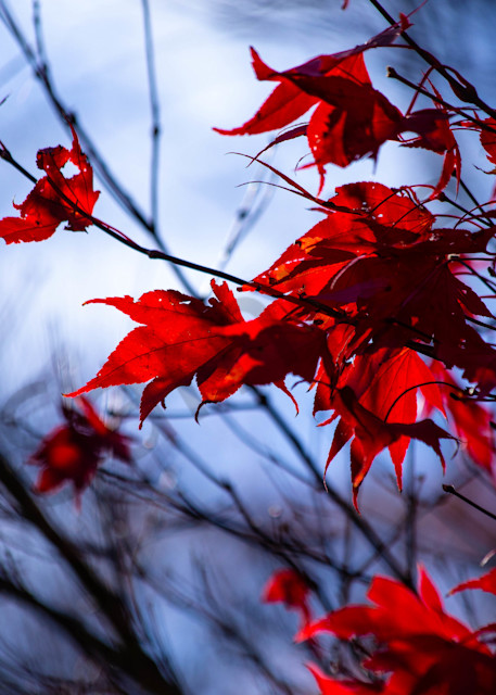 Japanese Maple Leaves Photography Art | Photography by SC