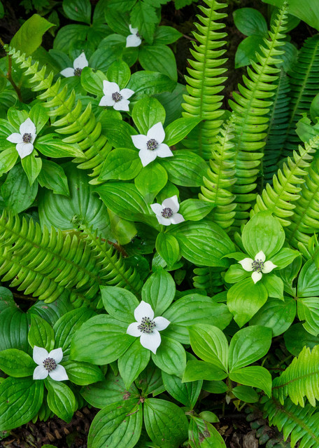 Bunchberry and ferns