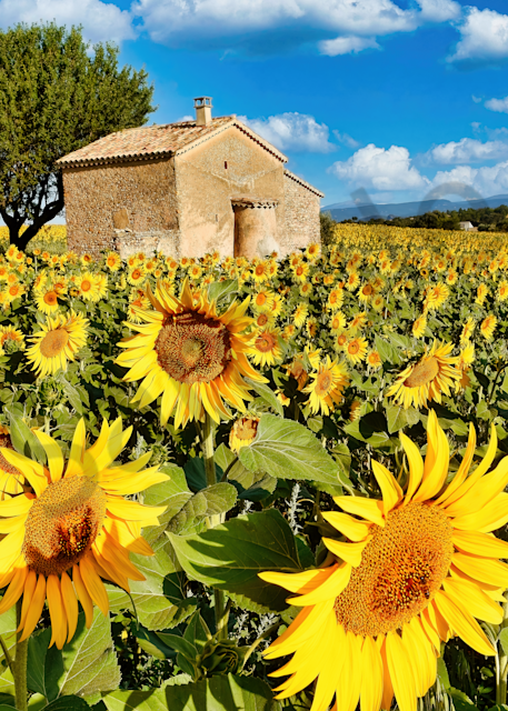 Art Print Mornas Provence France Stone House and Sunflowers