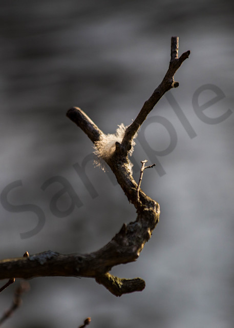 Fluffy Feather On A Branch   From A Bird Or An Angel? Photography Art | Photography by SC