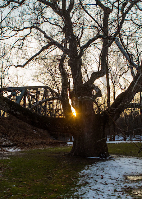 The Fabulous Pinchot Sycamore Tree Photography Art | Photography by SC
