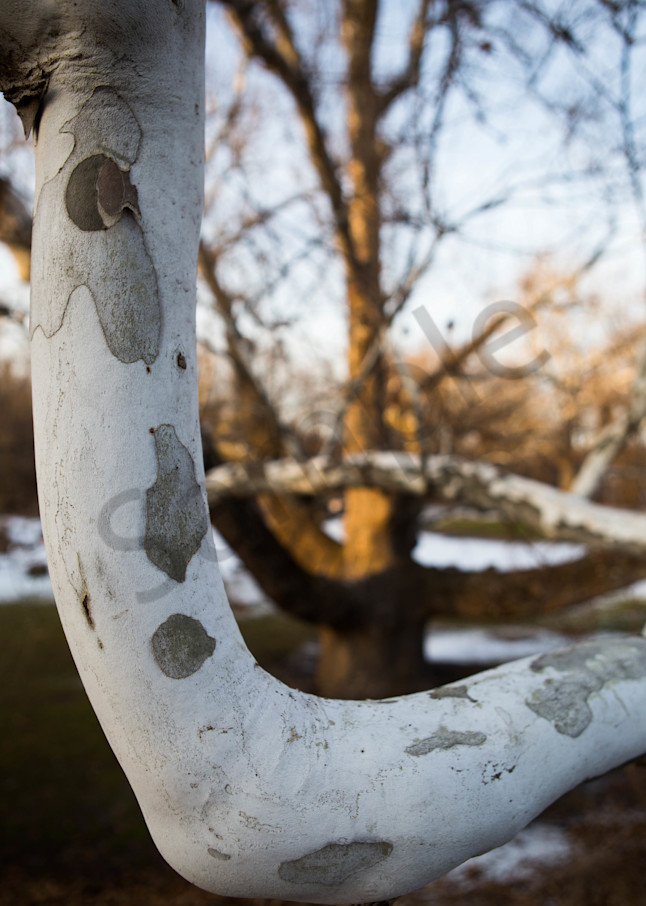 Close Up On A Branch Of The Pinchot Sycamore Photography Art | Photography by SC
